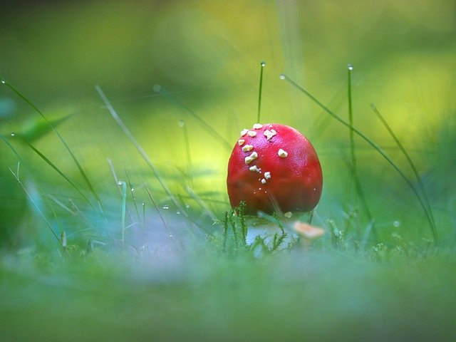 Free download Mushroom Fly Agaric Autumn -  free photo or picture to be edited with GIMP online image editor