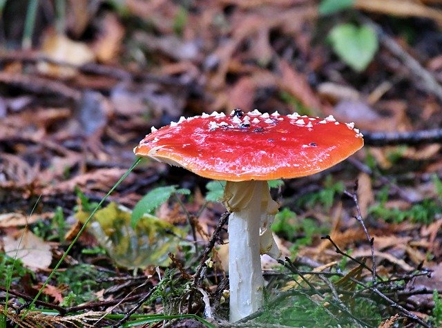 Free download Mushroom Fly Agaric Autumn Forest -  free photo or picture to be edited with GIMP online image editor