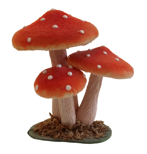 Free download Mushroom Fly Agaric Forest -  free free photo or picture to be edited with GIMP online image editor