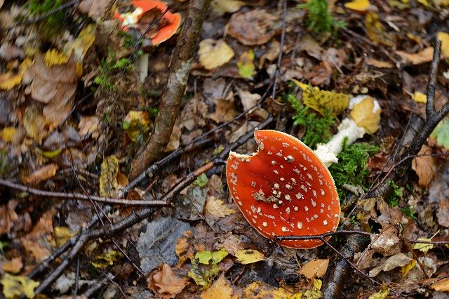 Free download Mushroom Fly Agaric Forest Floor -  free photo or picture to be edited with GIMP online image editor