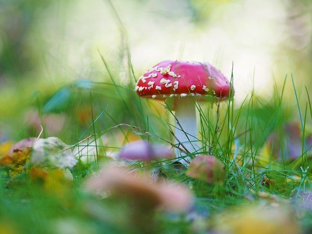 Free download Mushroom Fly Agaric Red -  free photo or picture to be edited with GIMP online image editor