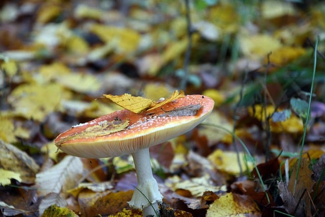 Free download mushroom foliage autumn forest free picture to be edited with GIMP free online image editor