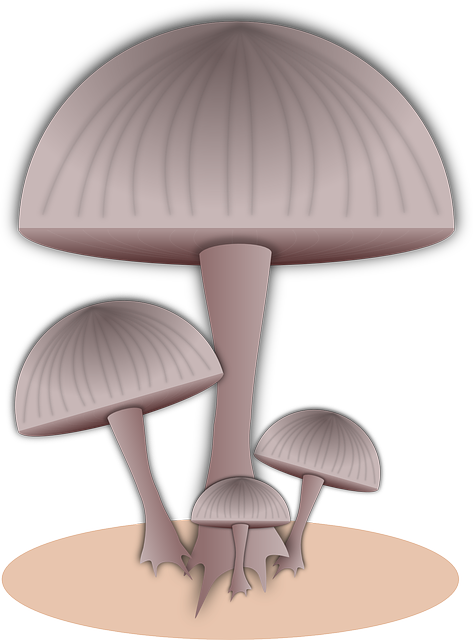 Free download Mushroom Food - Free vector graphic on Pixabay free illustration to be edited with GIMP free online image editor