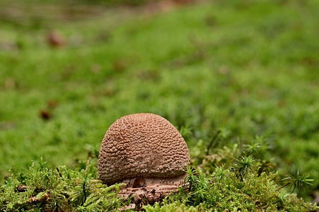 Free download mushroom forest floor forest moss free picture to be edited with GIMP free online image editor