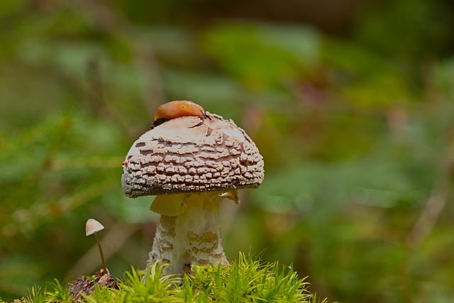 Free download mushroom forest floor moss snail free picture to be edited with GIMP free online image editor