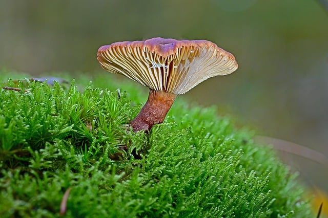 Free download mushroom forest forest floor fall free picture to be edited with GIMP free online image editor