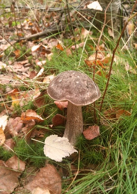 Free download Mushroom Forest Glade -  free free photo or picture to be edited with GIMP online image editor