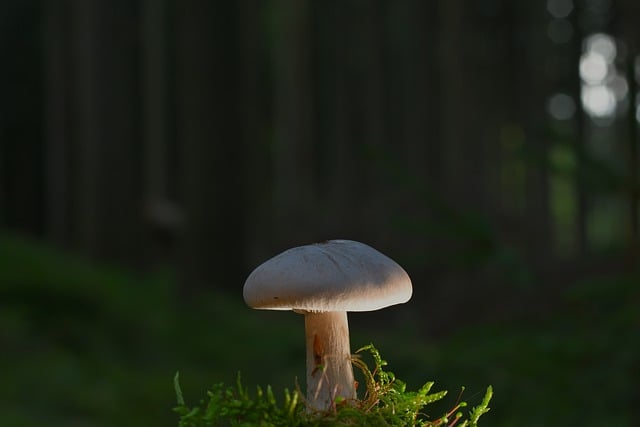 Free download mushroom forest moss forest floor free picture to be edited with GIMP free online image editor