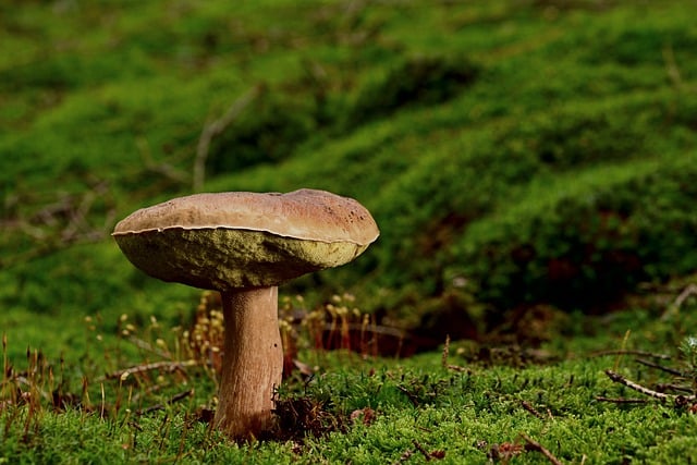 Free download mushroom forest mushroom free picture to be edited with GIMP free online image editor