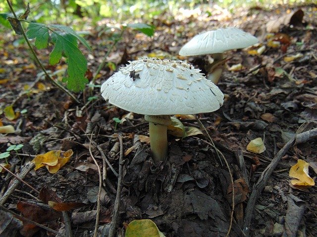 Free download Mushroom Forest Nature -  free free photo or picture to be edited with GIMP online image editor