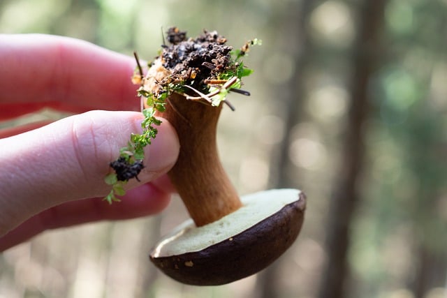 Free download mushroom forest nature boletus free picture to be edited with GIMP free online image editor