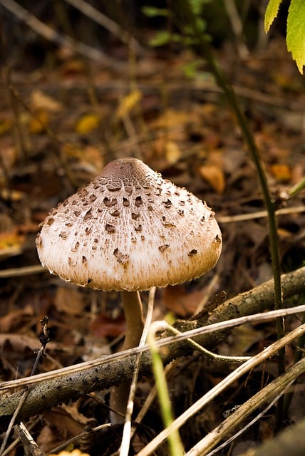 Free download mushroom forest nature fall free picture to be edited with GIMP free online image editor