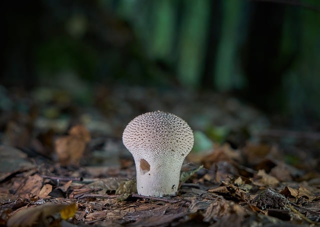 Free download mushroom forest night mycology free picture to be edited with GIMP free online image editor