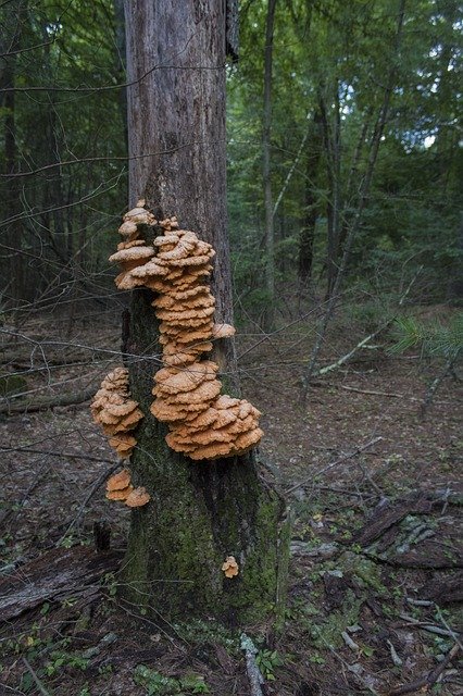 Descarga gratis Mushroom Forest Orange: foto o imagen gratuita para editar con el editor de imágenes en línea GIMP