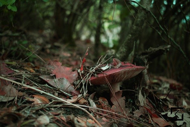 Free download Mushroom Forest Red -  free photo or picture to be edited with GIMP online image editor