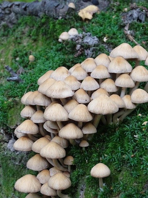 Kostenloser Download Mushroom Forest Wood - kostenloses Foto oder Bild zur Bearbeitung mit GIMP Online-Bildbearbeitung