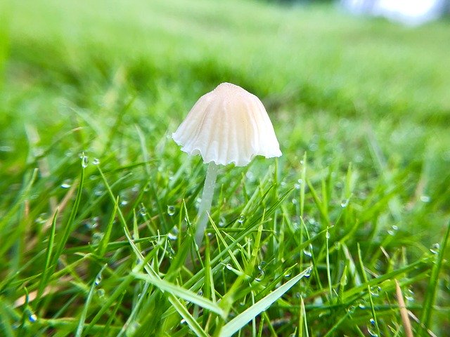 Free download Mushroom Fresh Natural -  free photo or picture to be edited with GIMP online image editor