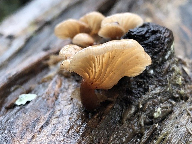 Free download Mushroom Fungi Fungus -  free photo or picture to be edited with GIMP online image editor