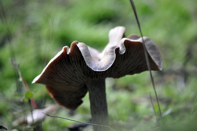 Free download mushroom fungus forest floor nature free picture to be edited with GIMP free online image editor