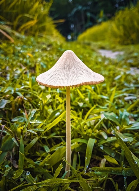 Free download mushroom fungus grass nature free picture to be edited with GIMP free online image editor