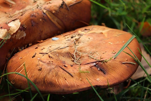 Free download mushroom fungus mushroom cap free picture to be edited with GIMP free online image editor