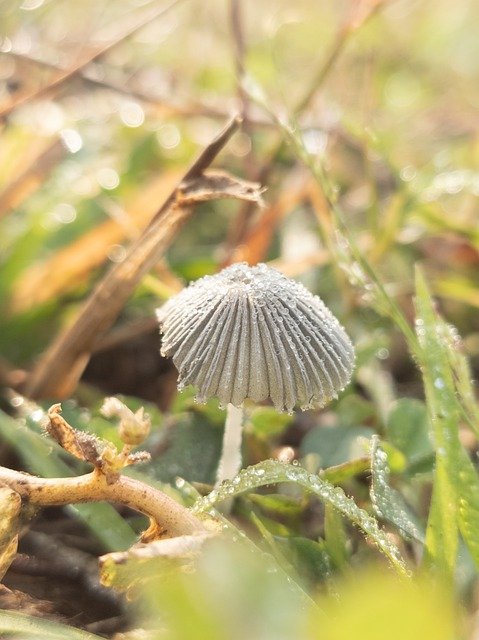 Free download mushroom fungus mycology dewdrops free picture to be edited with GIMP free online image editor