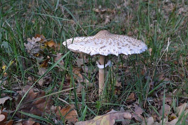 Free download Mushroom Grass Forest -  free photo or picture to be edited with GIMP online image editor