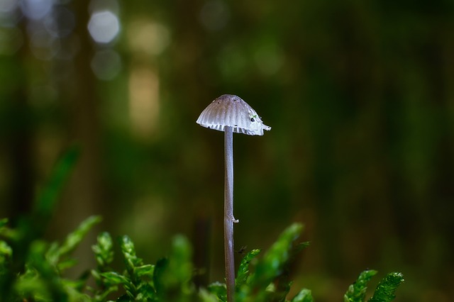 Free download mushroom helmling forest nature free picture to be edited with GIMP free online image editor