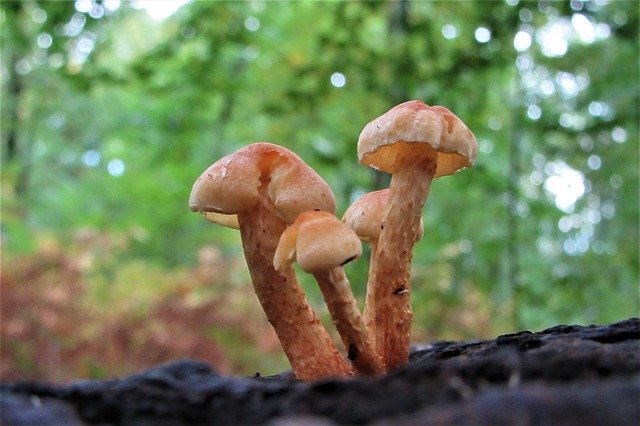 Free download Mushroom Hiking Autumn -  free photo or picture to be edited with GIMP online image editor