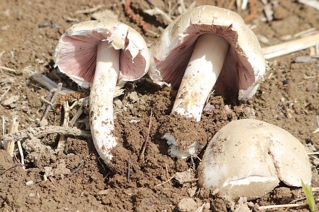 Free download Mushroom Kitchen Vegetarian -  free photo or picture to be edited with GIMP online image editor