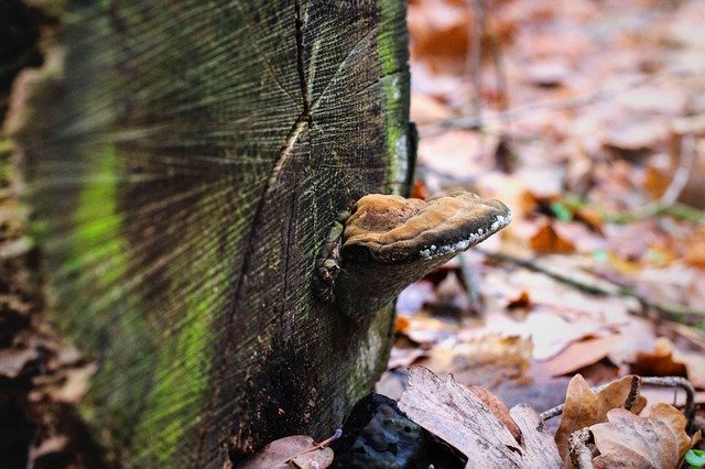 Free download Mushroom Log Moss -  free photo or picture to be edited with GIMP online image editor