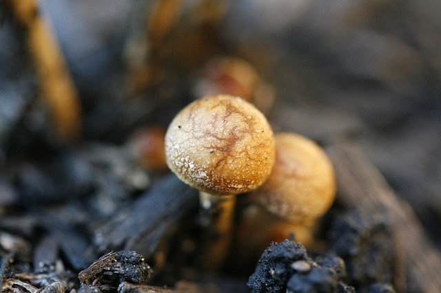 Free download Mushroom Macro Fungus -  free photo or picture to be edited with GIMP online image editor