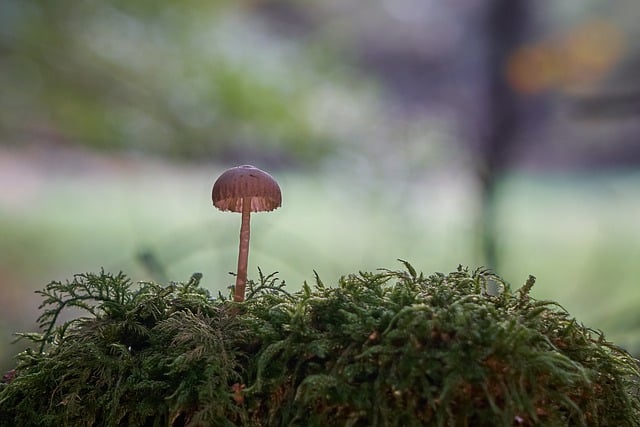 Free download mushroom moss forest fungus free picture to be edited with GIMP free online image editor