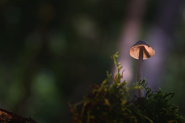 Free download mushroom moss light forest fall free picture to be edited with GIMP free online image editor