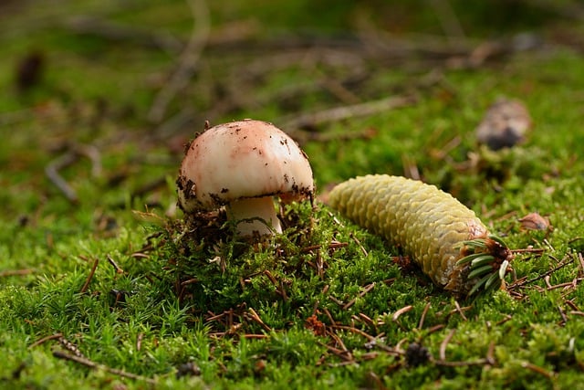 Free download mushroom moss tap forest floor free picture to be edited with GIMP free online image editor