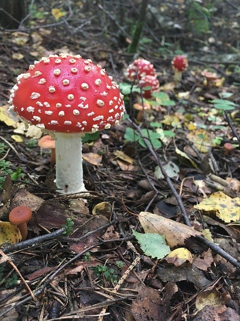 Free download Mushroom Mushrooms Amanita -  free photo or picture to be edited with GIMP online image editor