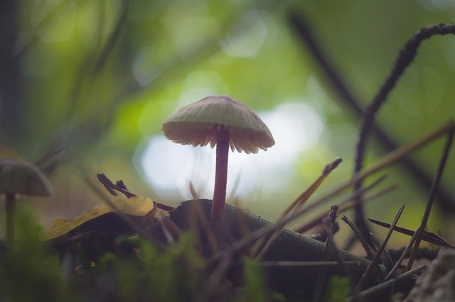 Free download Mushroom Mushrooms Autumn In The -  free free photo or picture to be edited with GIMP online image editor