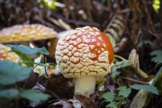 Free download Mushroom Nature Amanita -  free photo or picture to be edited with GIMP online image editor