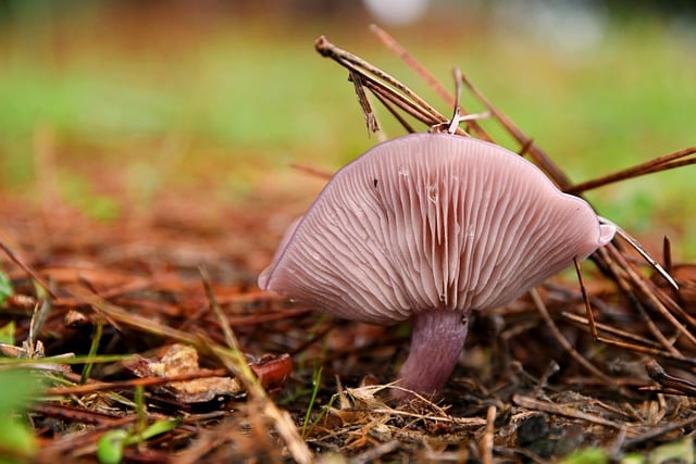 Free download mushroom nature forest autumn free picture to be edited with GIMP free online image editor