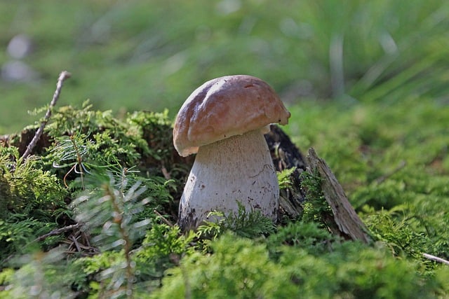 Free download mushroom nature forest forest floor free picture to be edited with GIMP free online image editor