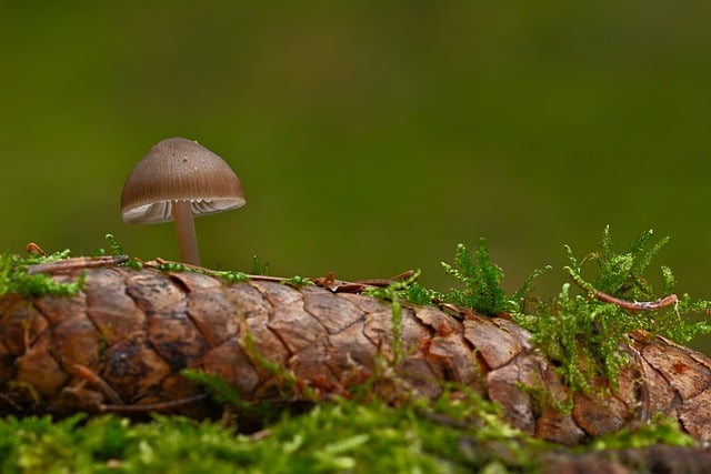 Free download mushroom pine cone moss free picture to be edited with GIMP free online image editor