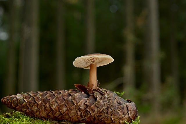 Free download mushroom pine cone symbiosis free picture to be edited with GIMP free online image editor