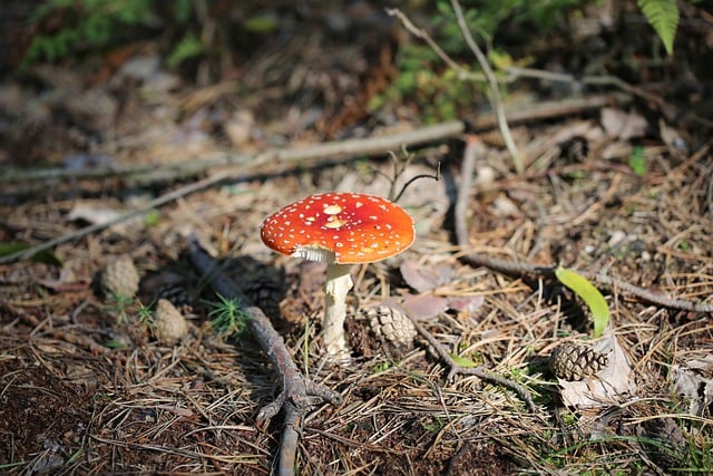 Free download mushroom red toadstool forest free picture to be edited with GIMP free online image editor