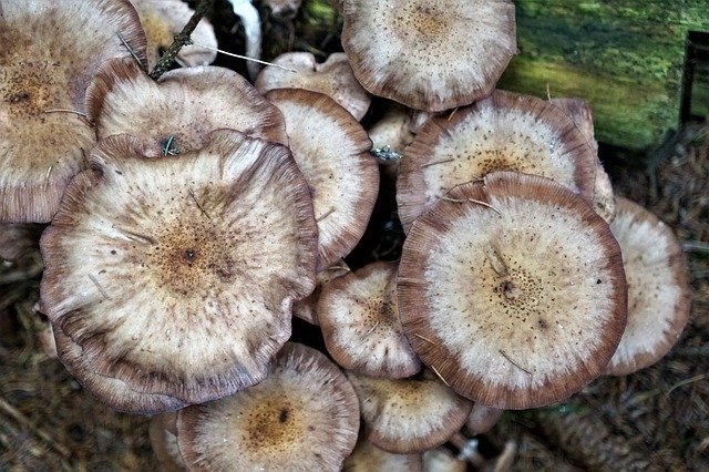 Free download Mushroom Round Nature -  free photo or picture to be edited with GIMP online image editor