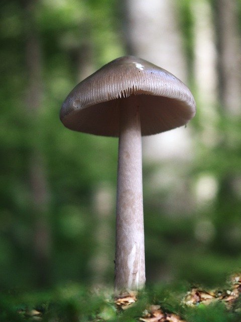 Free download Mushrooms Amanita Forest -  free photo or picture to be edited with GIMP online image editor