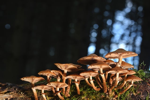 Free download mushrooms armillaria mellea branch free picture to be edited with GIMP free online image editor