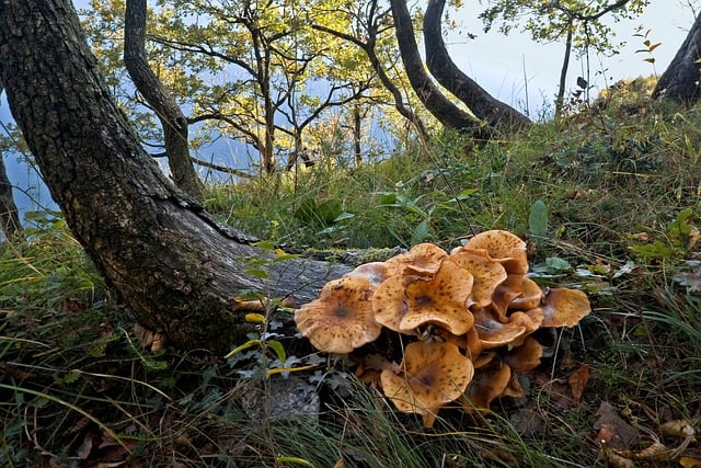 Free download mushrooms armullaria mellea free picture to be edited with GIMP free online image editor