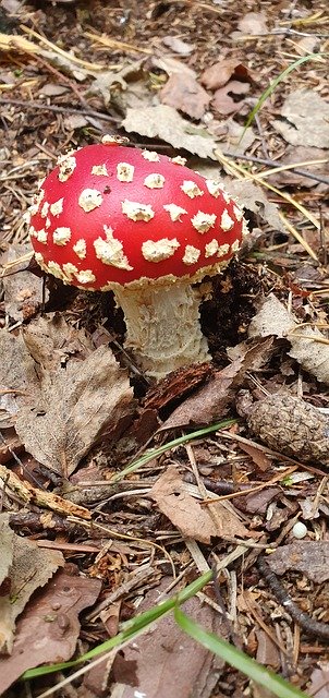 Free download Mushrooms Autumn Fly Agaric -  free photo or picture to be edited with GIMP online image editor