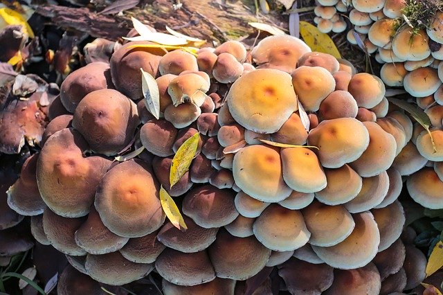 Free download Mushrooms Autumn Forest Floor -  free photo or picture to be edited with GIMP online image editor