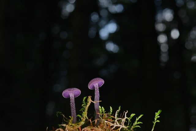 Free download mushrooms disc fungus fall moss free picture to be edited with GIMP free online image editor